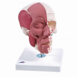 Skull Model with Facial Muscles