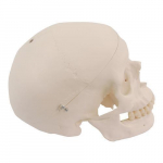Spare Skull Model with Holes_noscript