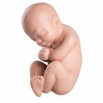 Spare Fetus Model