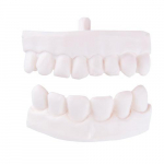 Spare Dental Partial Prosthesis Model
