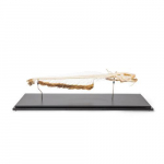Skeleton of European Catfish Model, Specimen