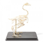 Chicken Skeleton Model, Specimen_noscript