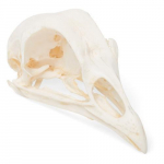 Chicken Skull Model, Specimen