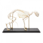 Cat Skeleton Model, Specimen_noscript