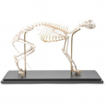 Cat Skeleton Model, Flexibly Mounted, Specimen