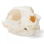Cat Skull Model, Specimen_noscript