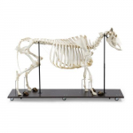 Bovine Skeleton Model with Horns_noscript