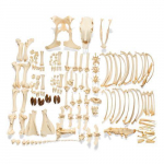 Bovine Skeleton Model without Horns_noscript