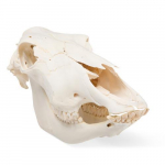 Bovine Skull Model without Horns