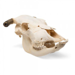 Bovine Skull Model with Horns_noscript