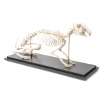 Rabbit Skeleton Model, Specimen