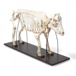 Domestic Pig Skeleton Model, Specimen_noscript