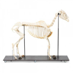 Horse Skeleton Model, Male, Specimen