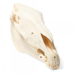 Horse Skull Model, Specimen_noscript