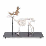 Fallow Deer Skeleton Model, Male, Articulated