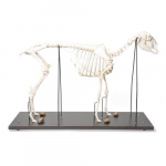 Domestic Sheep Skeleton Model, Male, Specimen