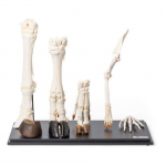 Front Legs of Different Mammals Model