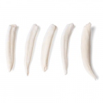 Tooth Types of Different Mammals Model