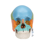Beauchene Adult Human Skull Model_noscript