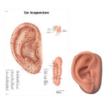 Acupuncture Right Ear Model and Ear Chart