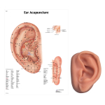 Acupuncture Left Ear Model and Ear Chart