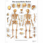Chart "Das Menschliche Skelett", German, Paper_noscript
