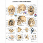Chart "Der Menschliche Schadel", German, Paper_noscript