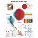 Chart "Das Menschliche Auge", German, Paper_noscript