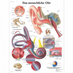 Chart "Das Menschliche Ohr", German, Paper_noscript
