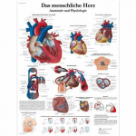 Chart "Das Menschliche Herz", German, Paper_noscript
