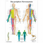 Chart "Das Periphere Nervensystem", German_noscript