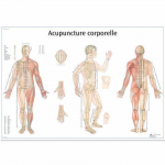 Chart "Acupuncture Corporelle", French, Paper_noscript