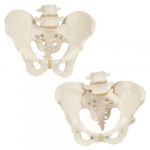 Anatomy Set Bone Pelvis