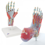 Anatomy Set Hand & Foot