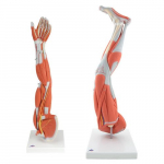 Anatomy Set MuscLed Limbs_noscript