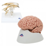Anatomy Set Brain and Ventricle_noscript
