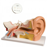 Anatomy Set Ear_noscript