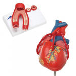 Anatomy Set Heart_noscript