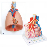 Anatomy Set Lung