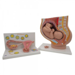 Anatomy Set Pregnancy_noscript
