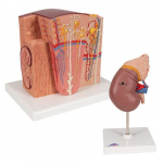 Anatomy Kidney Set