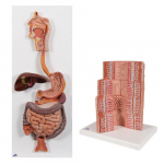 Anatomy Digestive Set