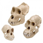 Anatomy Primates Set