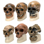 Anatomy Anthropology Set