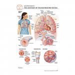 Respiratory System "Post It" Chart_noscript