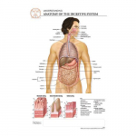 Digestive System "Post It" Chart_noscript