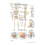 Human Skeleton "Post It" Chart_noscript