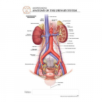 Urinary System "Post It" Chart_noscript