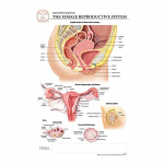Reproductive System "Post It" Chart_noscript
