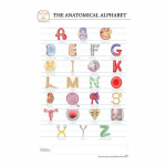 Anatomy Alphabet "Post It" Chart